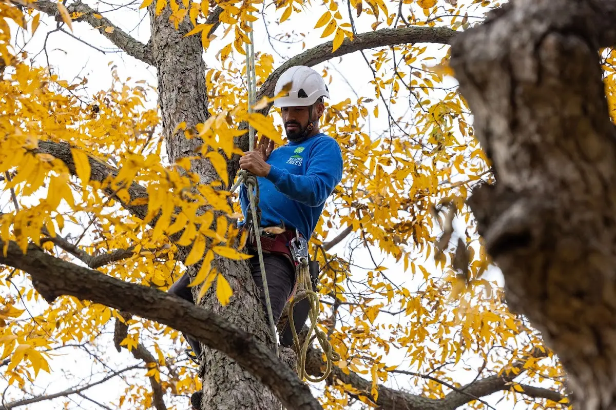Skilled Dead Tree Removal crew working in Heyworth